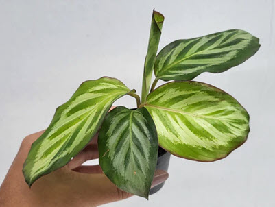 2" Custom Asst: Calathea Bicajoux 